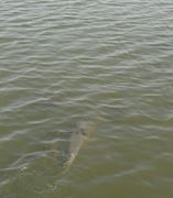 Balata LAZAR Alexandria  15 - 16 aug.